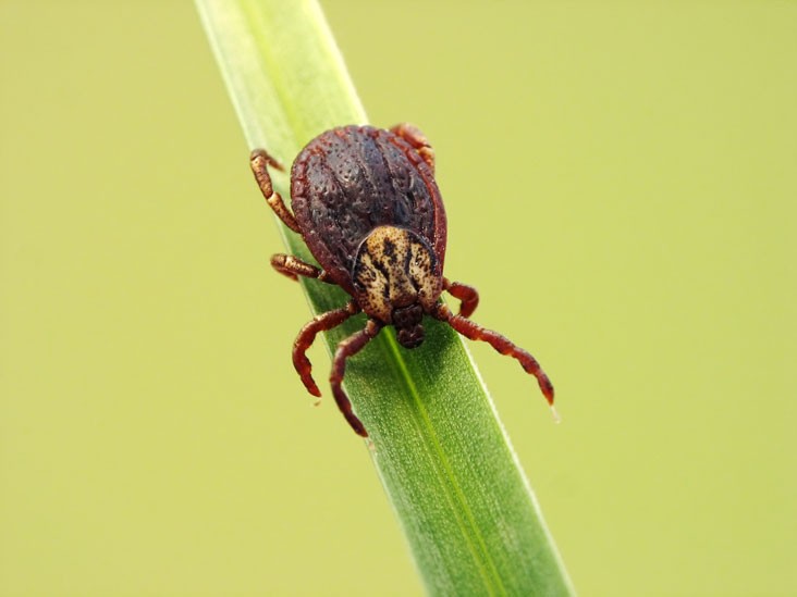 Cape Cod Insects BEST TICK AND MOSQUITO SPRAYING PRICES ON CAPE COD
